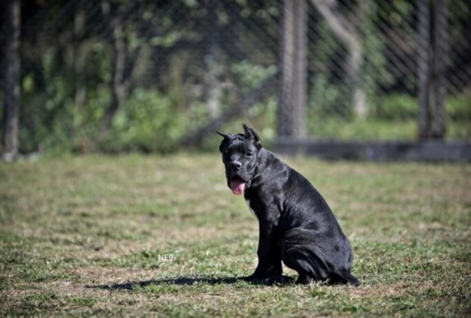 cane-corso-stenci-big-4