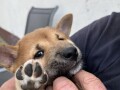 stenci-shiba-inu-small-1