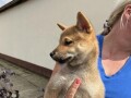 stenci-shiba-inu-small-2