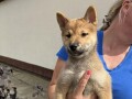 stenci-shiba-inu-small-3