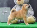 stenci-shiba-inu-small-0