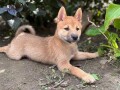 stenci-shiba-inu-small-4