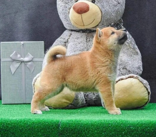 stenci-shiba-inu-big-0