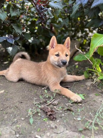 stenci-shiba-inu-big-4