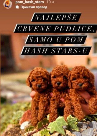 najlepse-bebe-teddy-bear-toy-pudle-u-pom-hash-stars-big-2