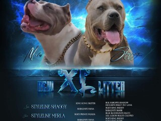 American bully xl