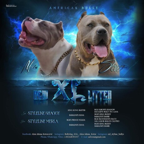 american-bully-xl-big-4