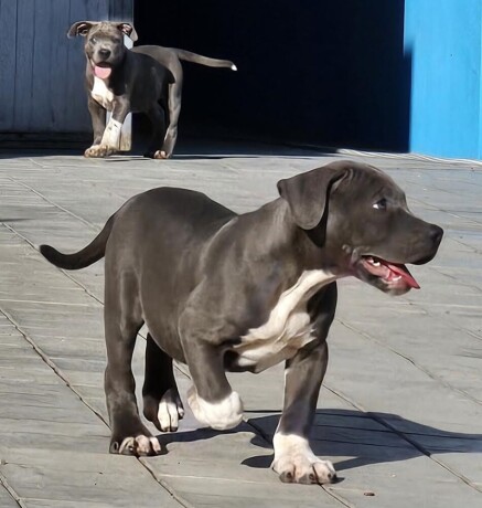 american-bully-xl-big-3