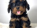 cavapoo-kavapu-cavalier-toy-pudla-small-4