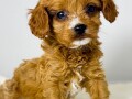 cavapoo-kavapu-cavalier-toy-pudla-small-3