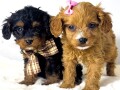 cavapoo-kavapu-cavalier-toy-pudla-small-0