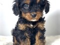 cavapoo-kavapu-cavalier-toy-pudla-small-1