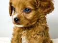 cavapoo-kavapu-cavalier-toy-pudla-small-2