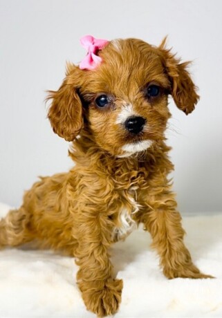 cavapoo-kavapu-cavalier-toy-pudla-big-3