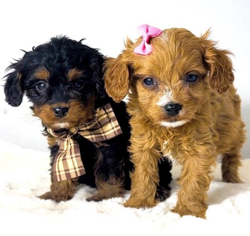 cavapoo-kavapu-cavalier-toy-pudla-big-0