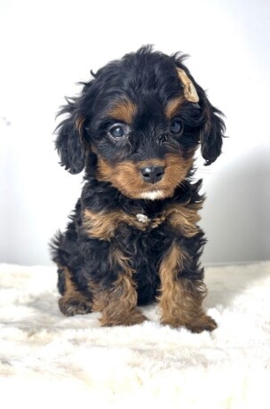 cavapoo-kavapu-cavalier-toy-pudla-big-1