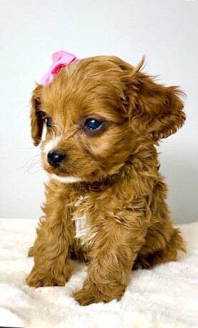 cavapoo-kavapu-cavalier-toy-pudla-big-2