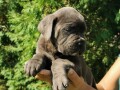 cane-corso-stenci-small-3