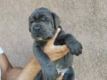 cane-corso-stenci-small-1