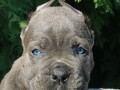 cane-corso-stenci-small-2