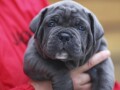 cane-corso-stenci-small-0