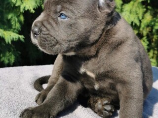 CANE CORSO štenci