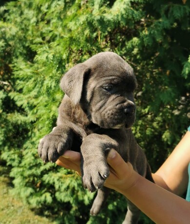 cane-corso-stenci-big-3