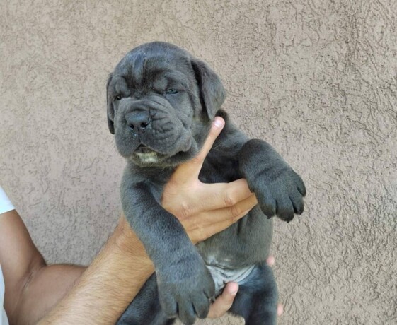 cane-corso-stenci-big-1