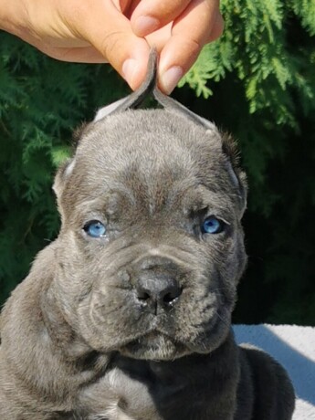 cane-corso-stenci-big-2