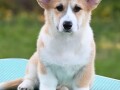 velski-korgiwelsh-corgi-pembroke-small-0