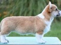 velski-korgiwelsh-corgi-pembroke-small-3