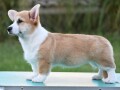 velski-korgiwelsh-corgi-pembroke-small-2