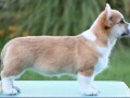 velski-korgiwelsh-corgi-pembroke-small-1