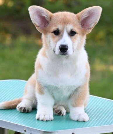 velski-korgiwelsh-corgi-pembroke-big-0