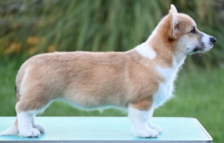 velski-korgiwelsh-corgi-pembroke-big-3