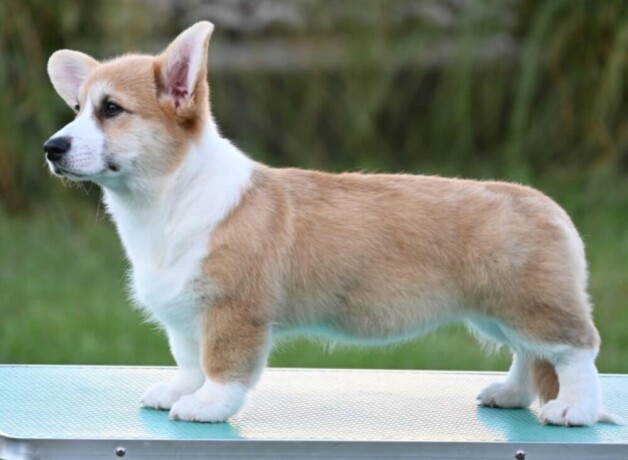 velski-korgiwelsh-corgi-pembroke-big-2