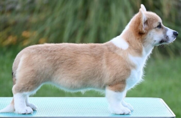 velski-korgiwelsh-corgi-pembroke-big-1