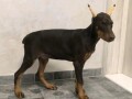 doberman-small-2