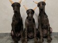 doberman-small-0