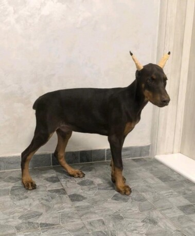 doberman-big-2