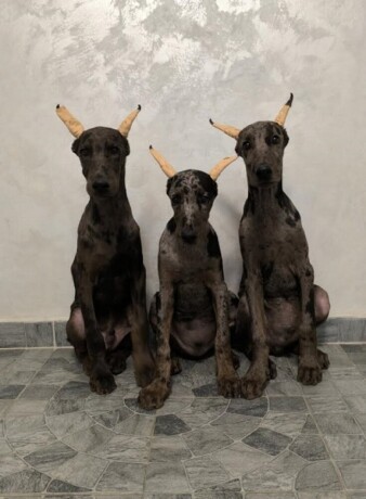 doberman-big-0