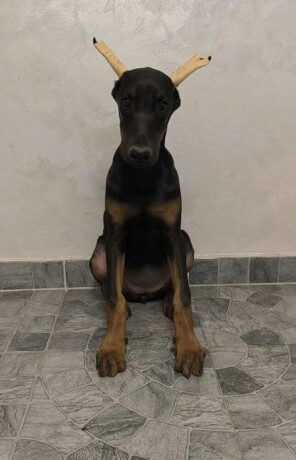 doberman-big-4