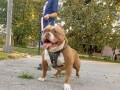 american-bully-pocket-zamena-small-2