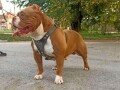 american-bully-pocket-zamena-small-0