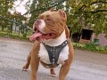 american-bully-pocket-zamena-small-3