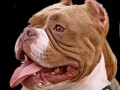 american-bully-pocket-zamena-small-4