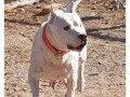 dogo-argentino-stenci-small-3