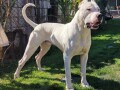 dogo-argentino-stenci-small-1