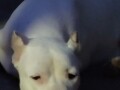 dogo-argentino-stenci-small-2