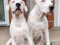 dogo-argentino-stenci-small-0